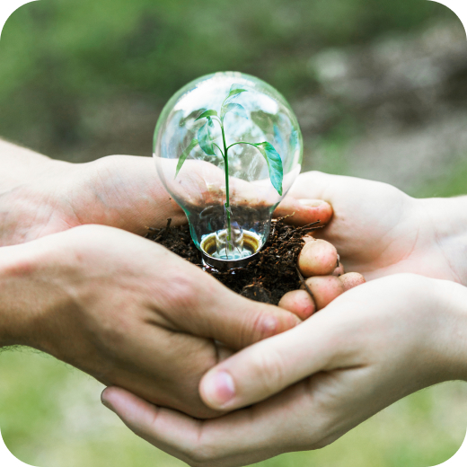 Two hands holding a light bulb with a plant inside